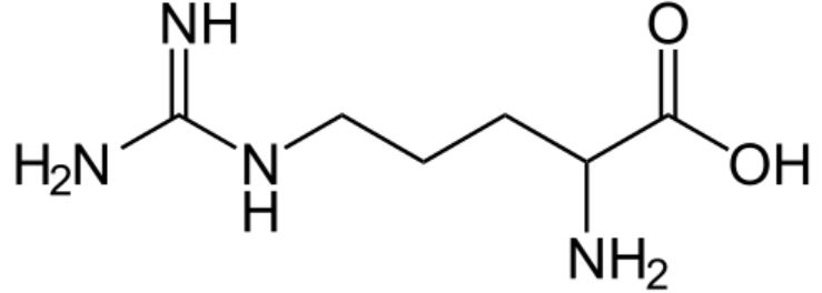 아르기닌-효능-부작용