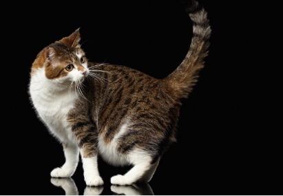 뒤쪽을 보는 고양이.