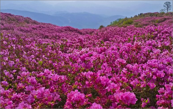 황매산 철쭉