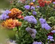 아게라텀 이미지 사진