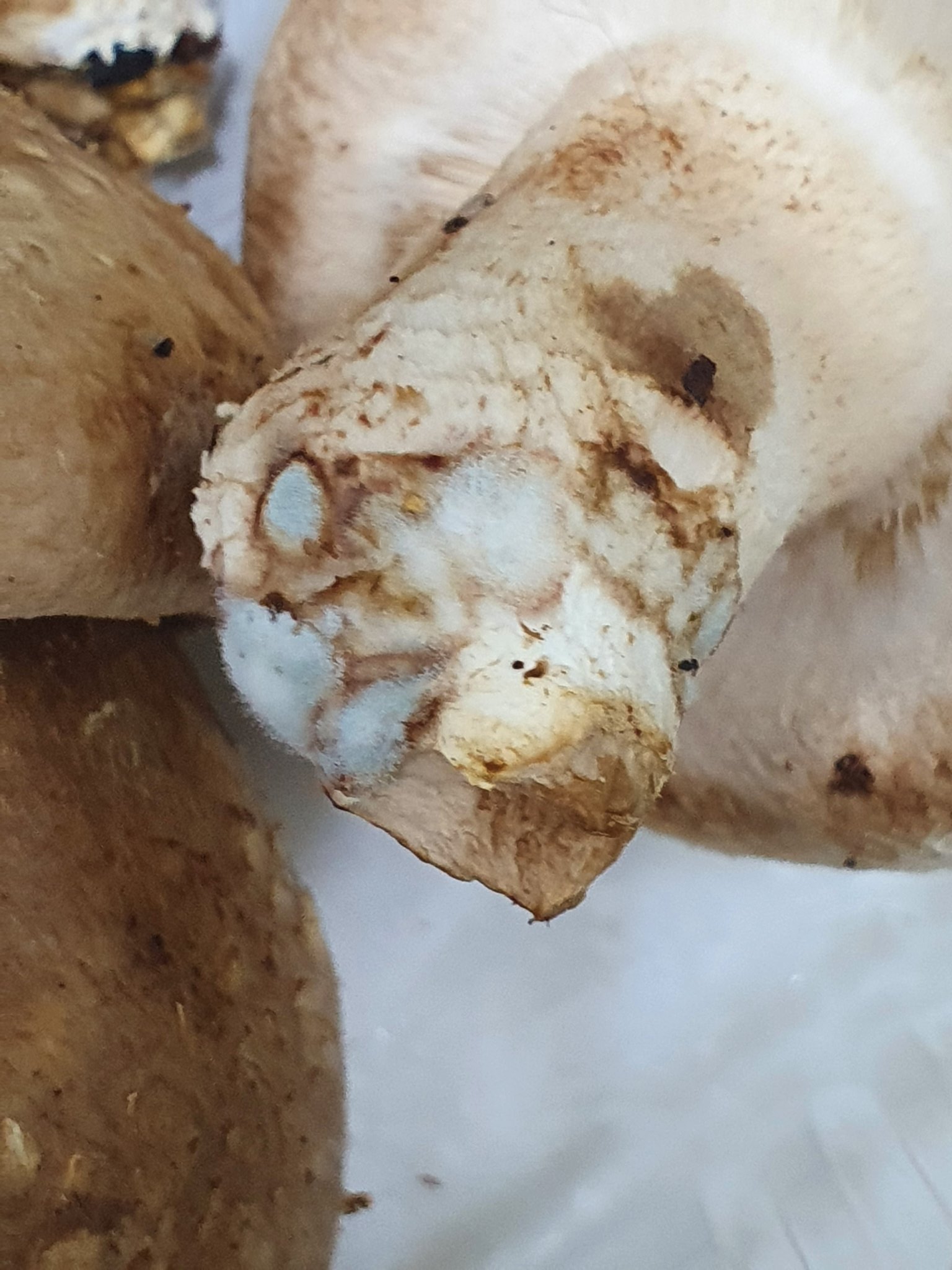 버섯 곰팡이 피었을 때