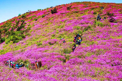 봄 산행 추천! 전국 철쭉 명소 BEST 5, 황매산·일림산·바래봉·불암산