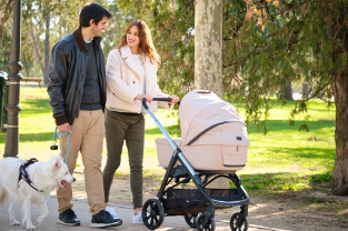 강아지유모차 사진/출처:어도비스톡