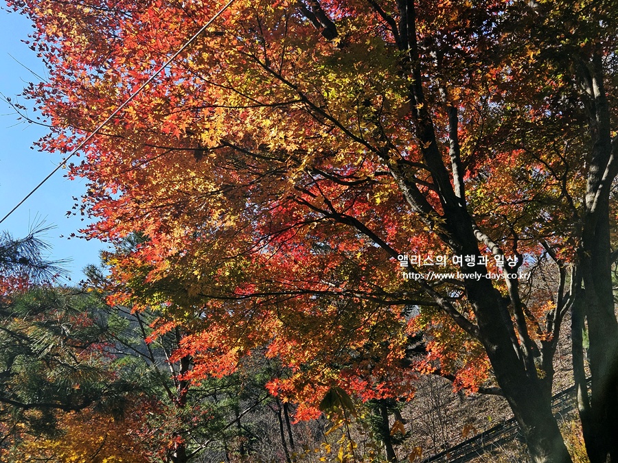 2025 화담숲 마지막 가을 단풍 화담채 분재 즐기기