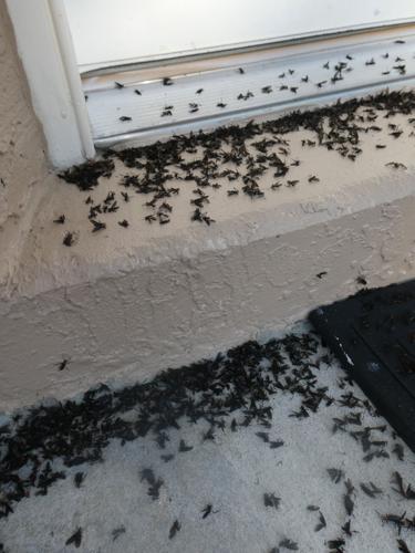 수-많은-러브-버그가-모여-있는-모습