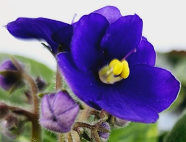 겨울 꽃 세인트폴리아