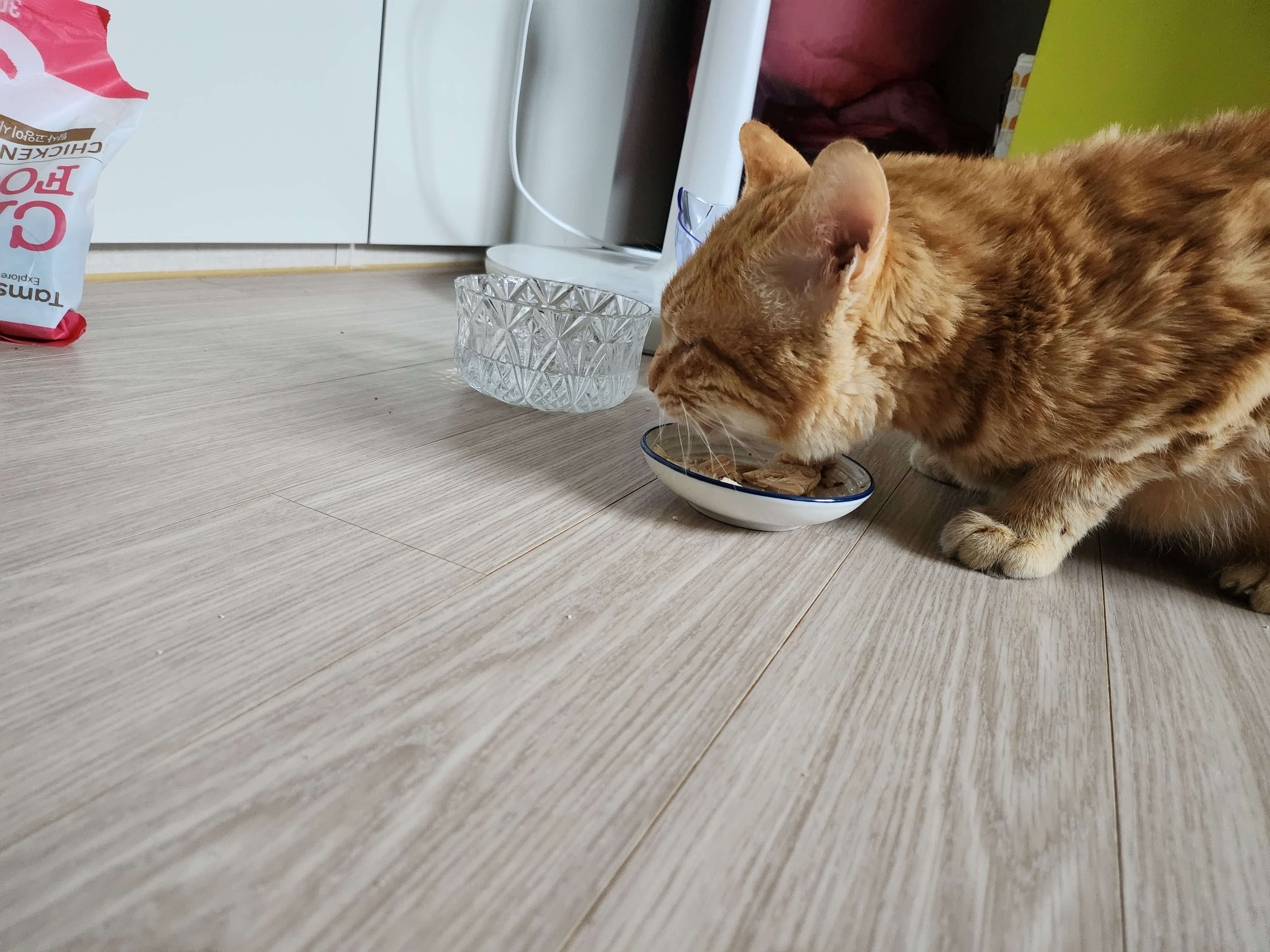 노령 고양이 관절염 : 가정에서의 관리 방법과 영양 가이드