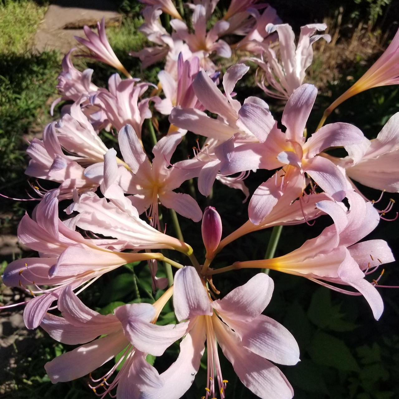 상사화 Lycoris squamigera Maxim. 1855