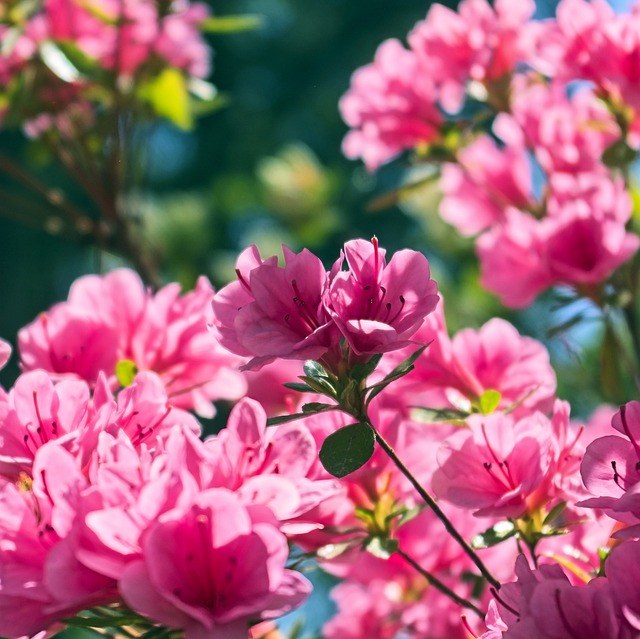 철쭉 활짝 핀 사진