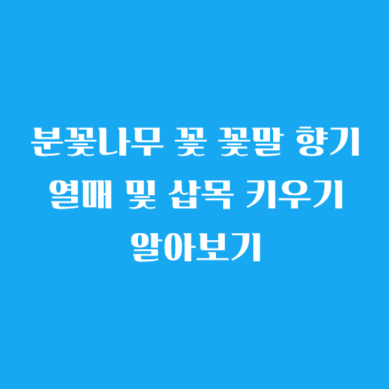 분꽃나무 꽃 꽃말 향기 열매 및 삽목 키우기 알아보기(유럽 토종)