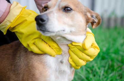 반려견 참진드기 대처법.