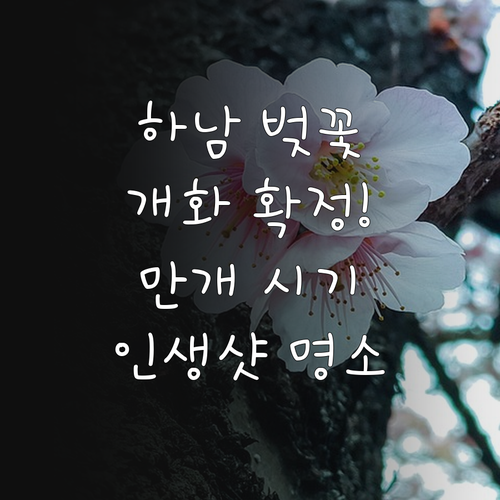 하남 벚꽃 개화 예상일 및 만개 시기..