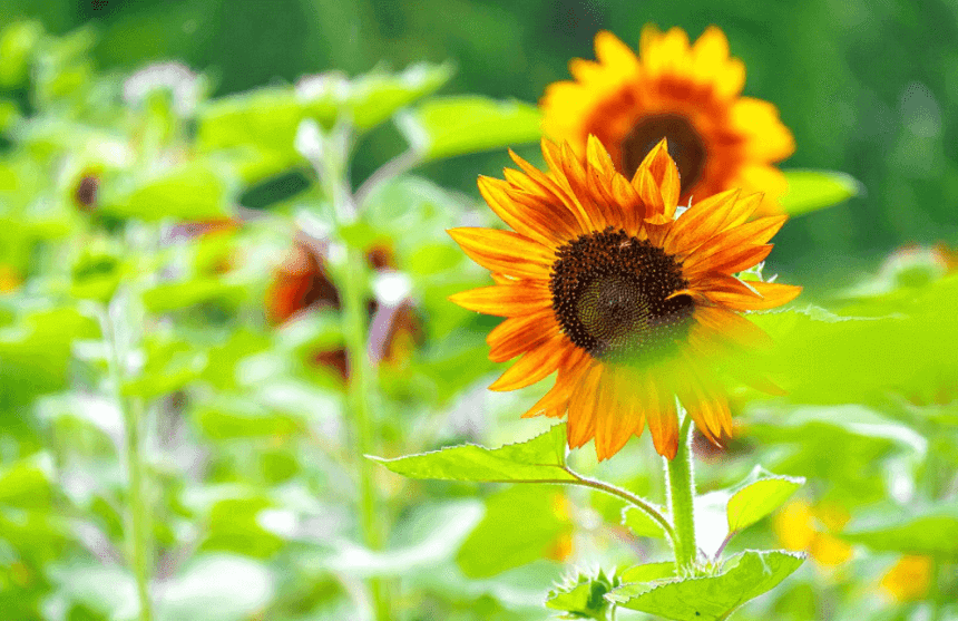 강주 해바라기 축제