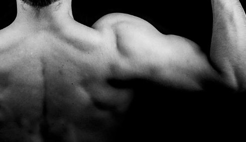 코엔자임큐텐 효능 : 근육