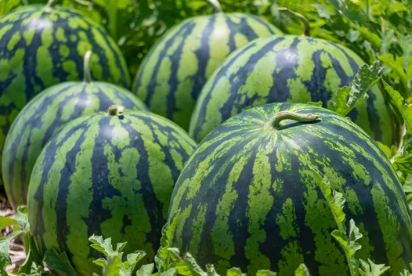 수박 효능 10가지 부작용 외 모든 것 총정리!