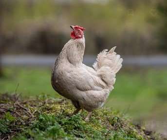 2026년 병오년 닭띠 신년운세 무료보기|무료사이트 추천 7