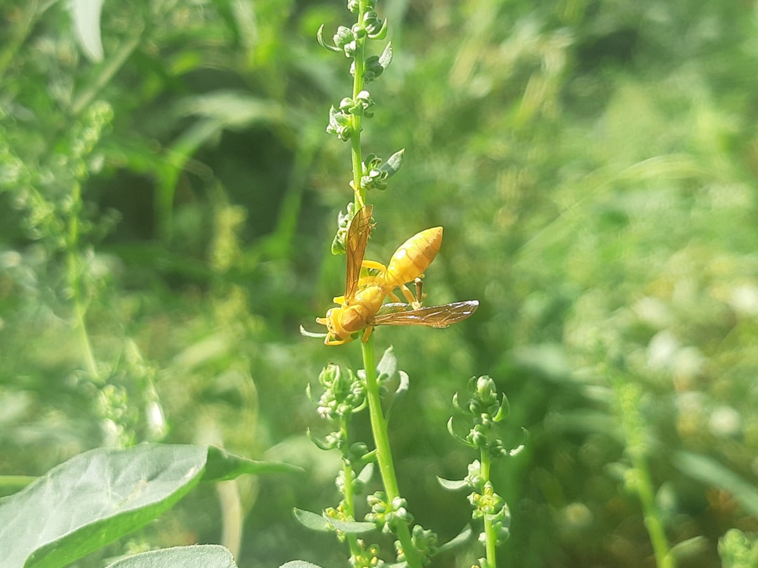 Identification