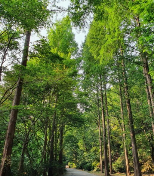 대전 장태산 자연휴양림 