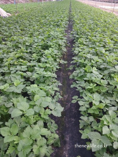 농장에서 재배 중인 참나물 밭 – 참나물 효능 중 해독 작용과 간 건강 보호에 도움이 되는 실제 이미지