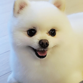 행복한 표정을 짓고 있는 나의 강아지 구름