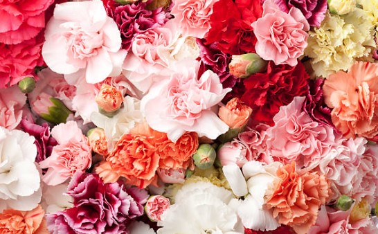 여러가지 색상의 카네이션 생화모음 이미지 사진