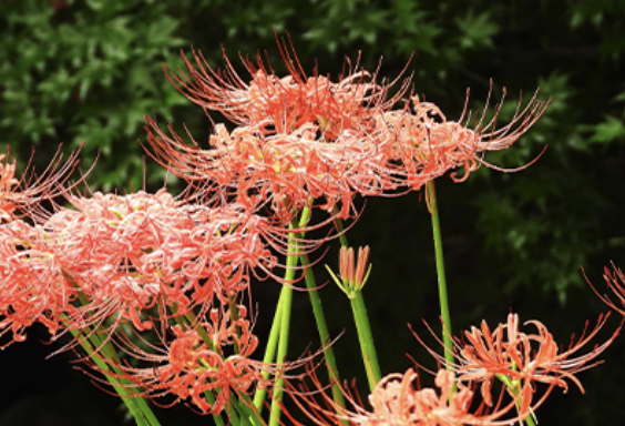 꽃무릇 꽃 사진