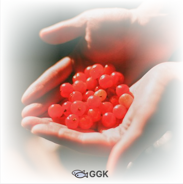 앵두효능과 앵두주 앵두청 만들기에 관한 이미지