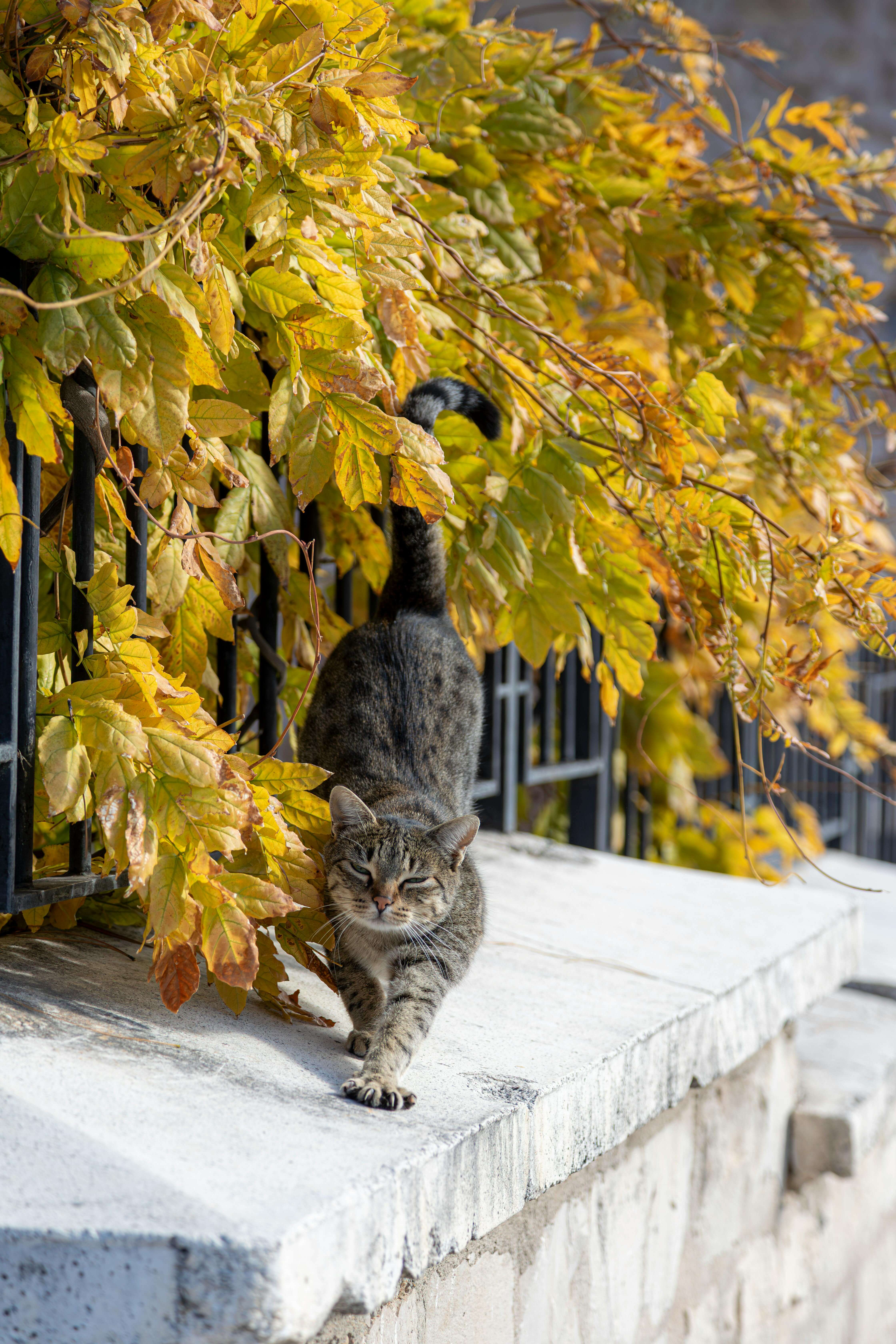 고양이 전용 보험&amp;#44; 가입해도 될까? 장단점 한눈에 비교(2025 최신판)