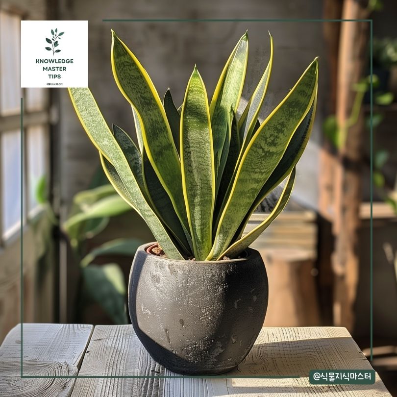 산세베리아 분갈이