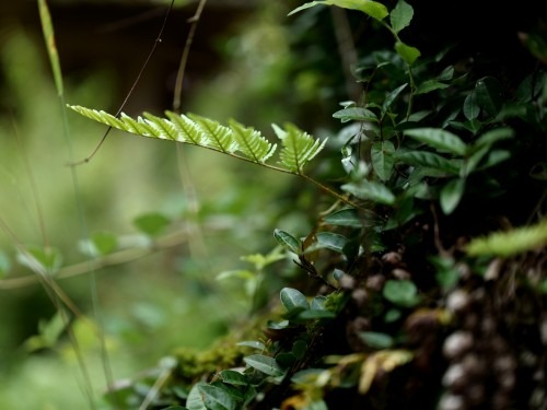 담양 소쇄원 입장료&middot;운영시간&middot;주변 관광 정보