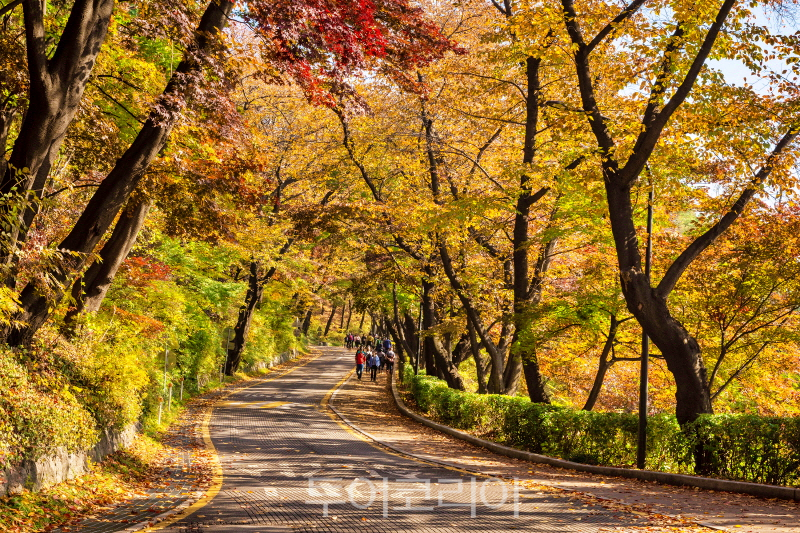 남산 둘레길, 가을단풍길 남산남측순환로