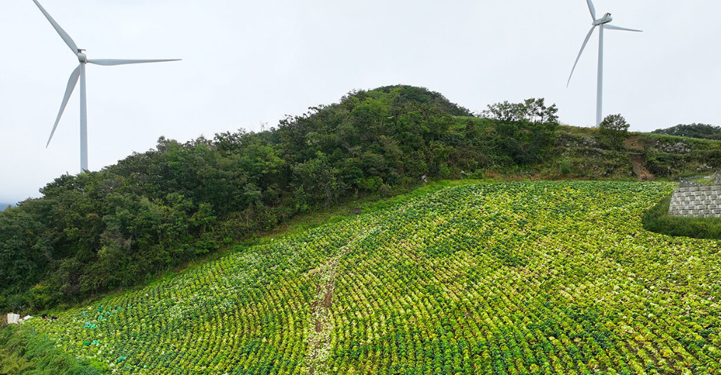 강릉의 안반데기
