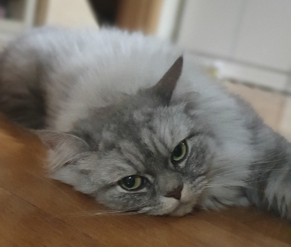 고양이 심장사상충