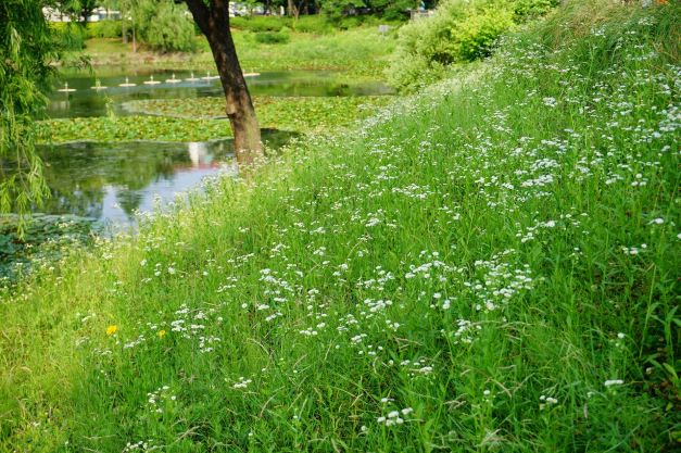 호수 옆 비탈에 무더기로 핀 개망초