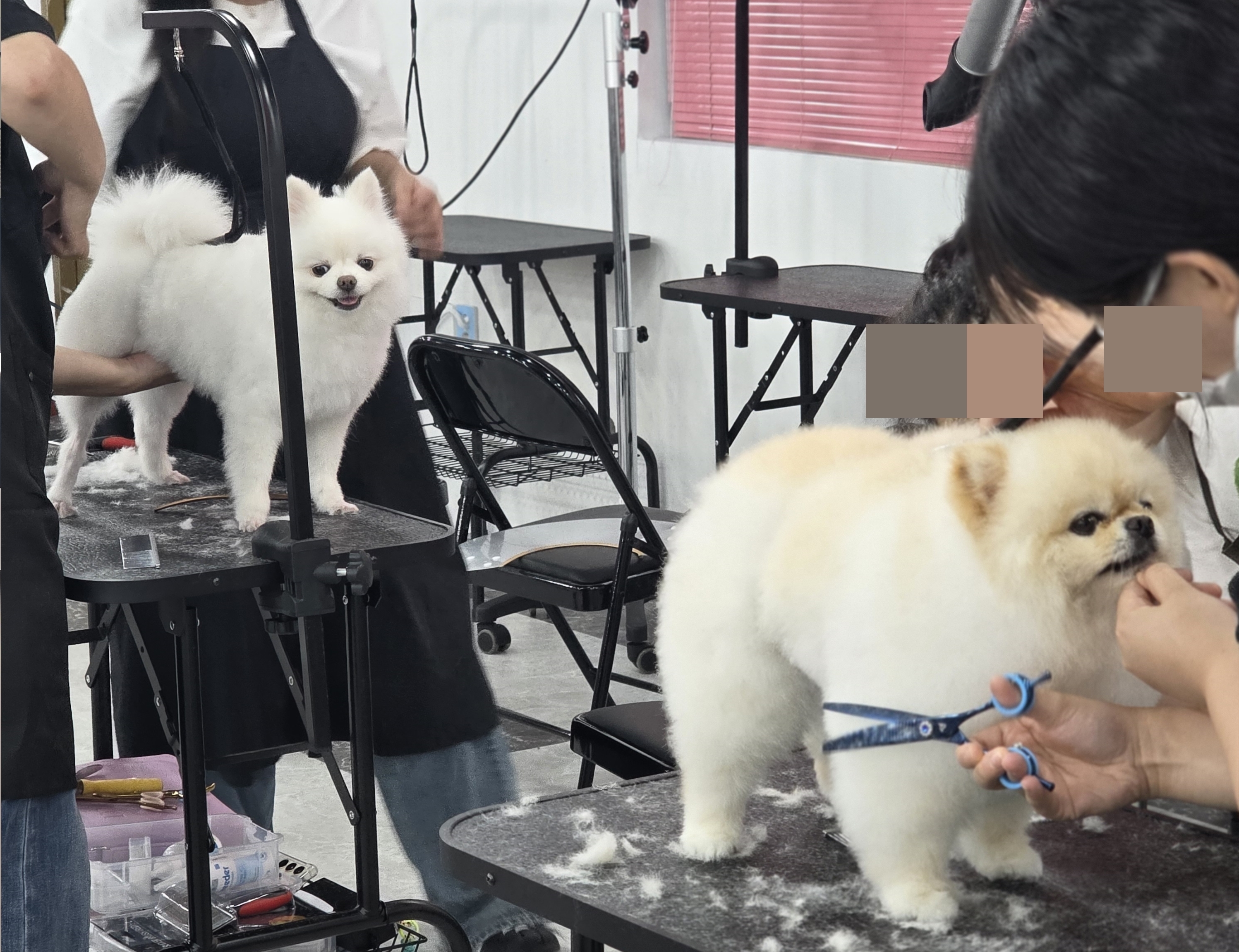 대전_관저동애견미용학원