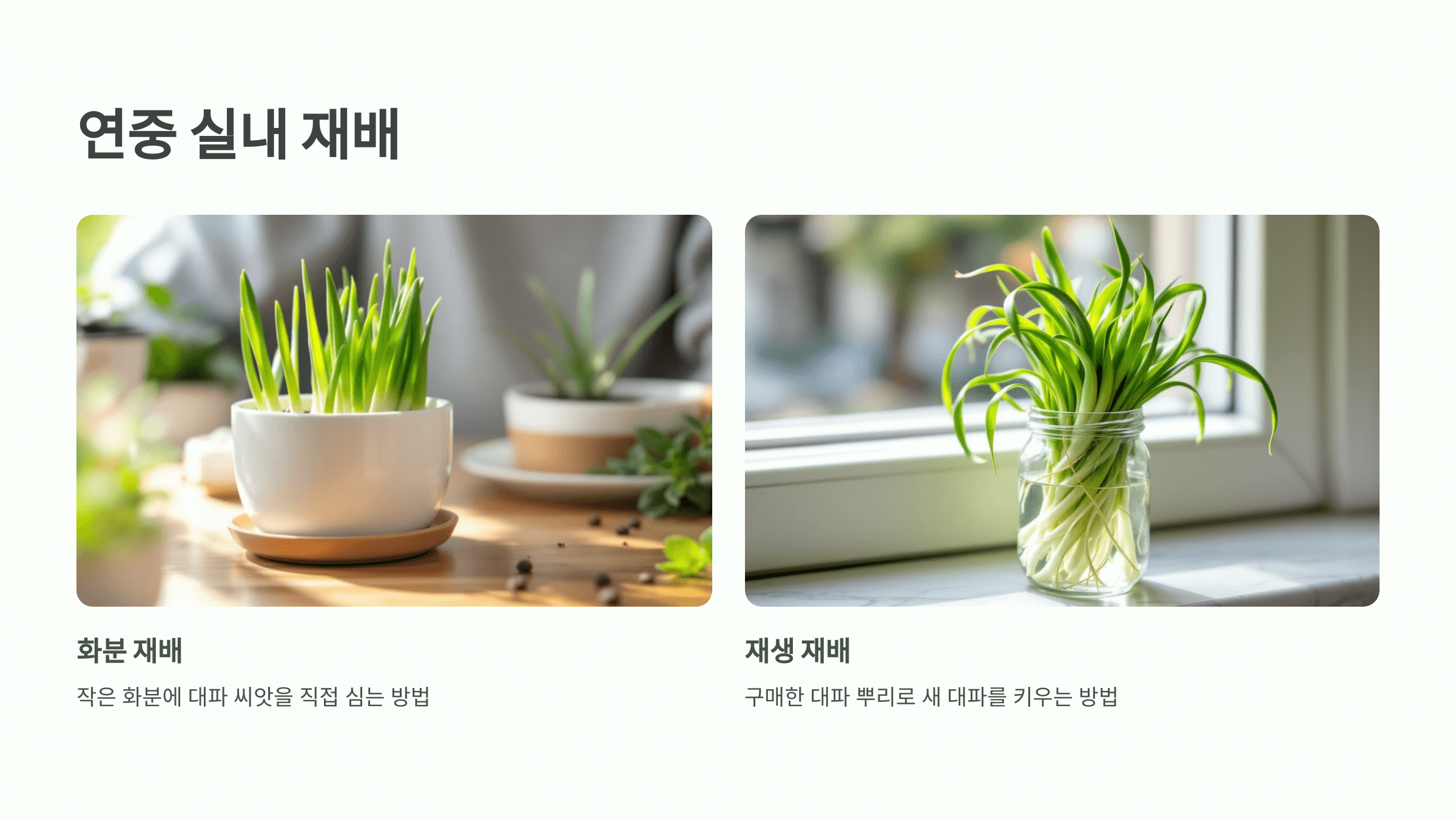 대파 사진입니다.