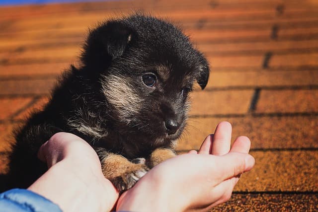 canine atopic dermatitis