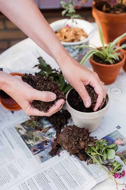 인기 있는 희귀 반려식물: 최신 트렌드와 주목받는 식물들