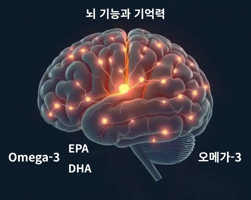 신경망이 강조된 인간 뇌 일러스트, 기억력과 인지 기능 향상을 위한 오메가-3, DHA, EPA 효과 표현