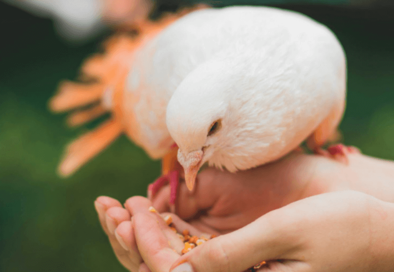 하얀 비둘기가 손 위에 앉아 있는 사진