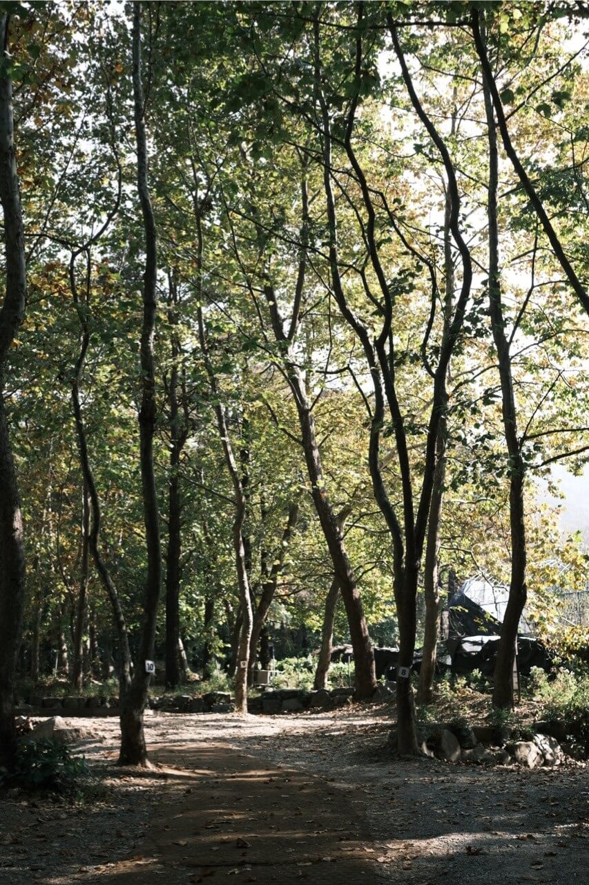 서울 근교 단풍 캠핑 명소 총정리 : 숲속 감성 100% 캠핑장 BEST 5_숲에정원