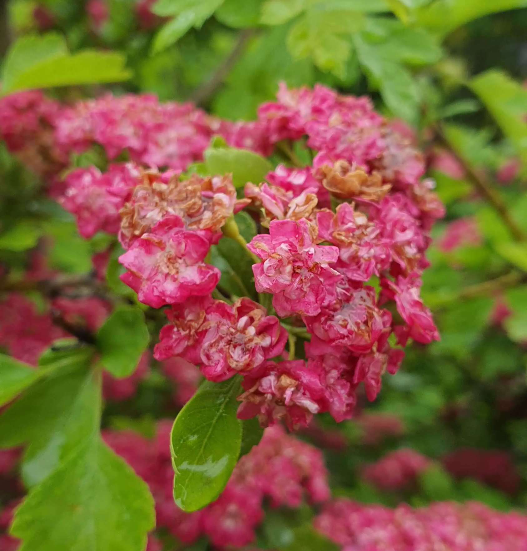 분홍색-배롱나무꽃이-빗방울에-젖은-모습