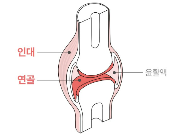 여에스더말엘라스틴효능관절