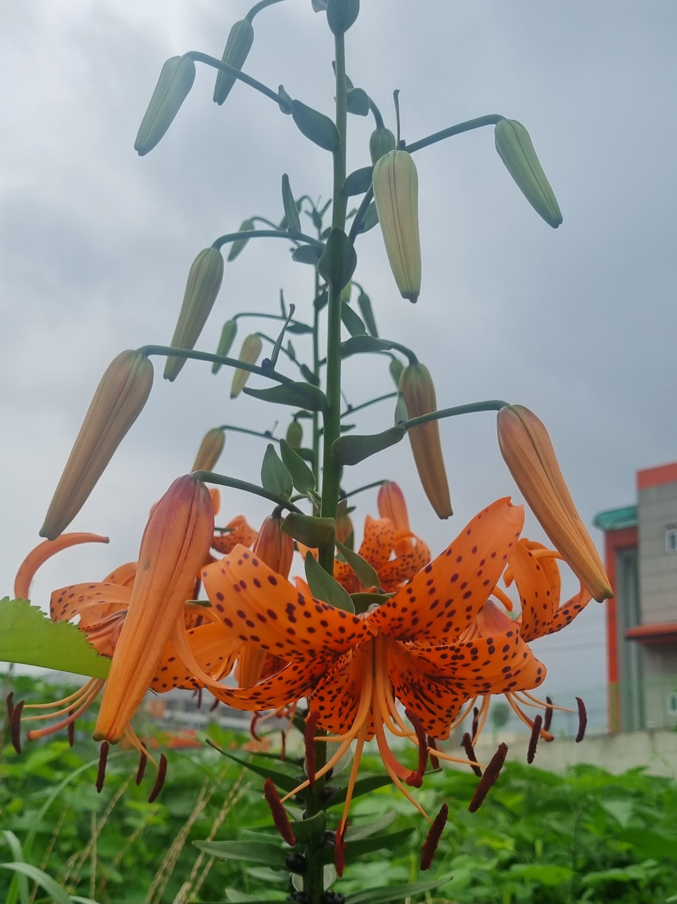 주황색 반점이 선명한 참나리꽃 클로즈업