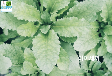 지혈 작용 곰보배추 생리 지혈