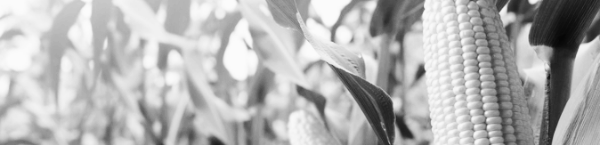 옥수수 철: 7월 ~ 8월 사이