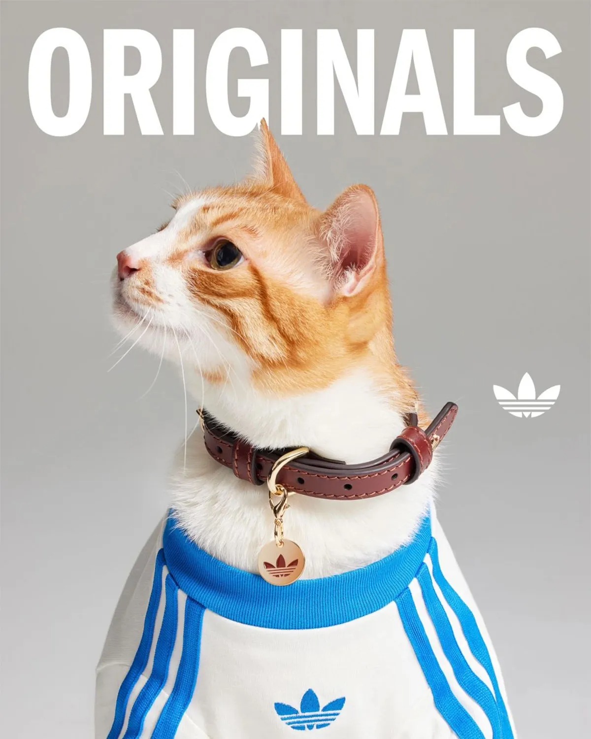 adidas Originals Is Dropping Apparel And Accessories For Pets