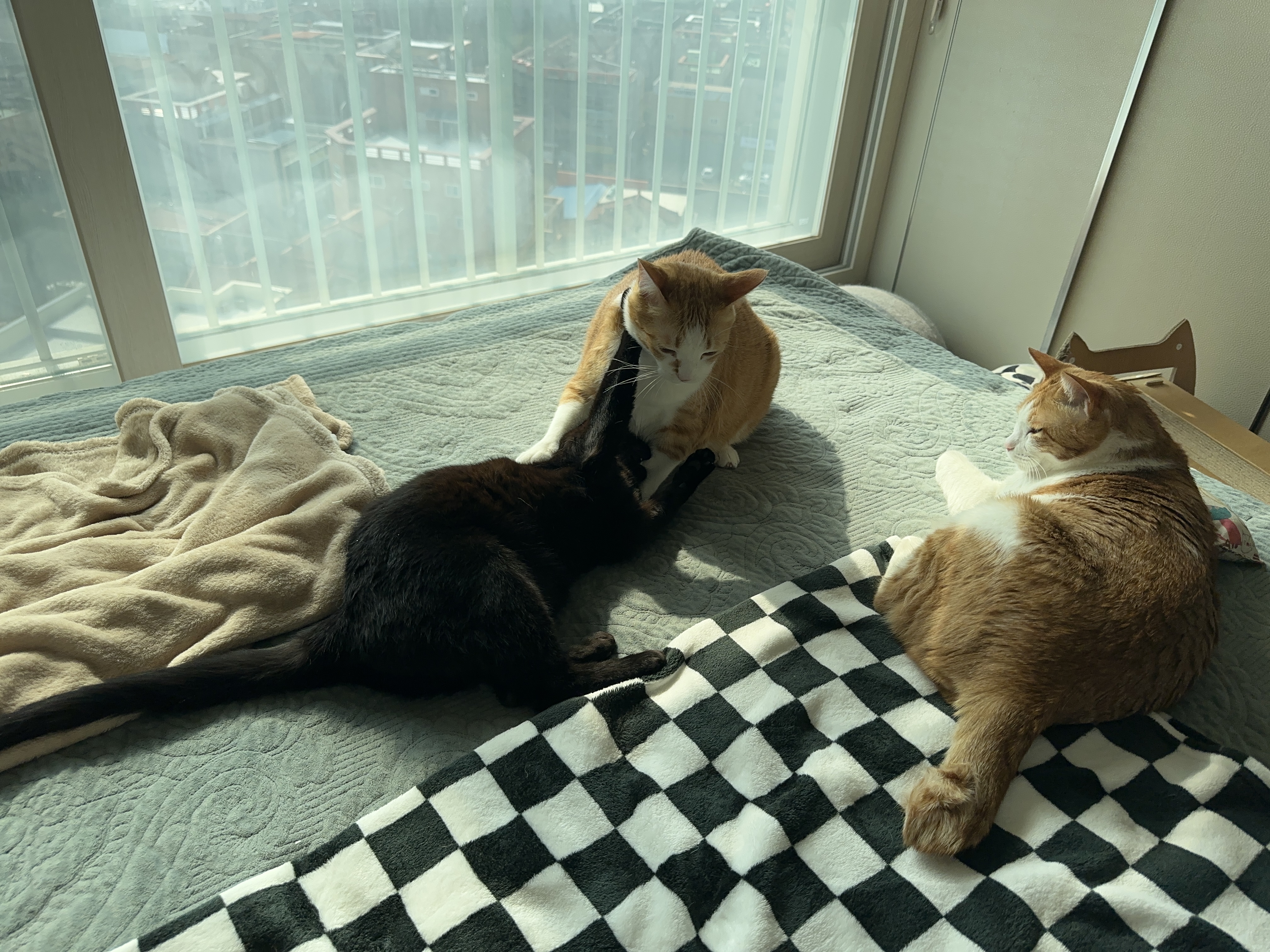 철든 형아와 철없는 동생