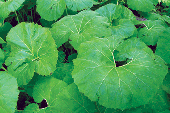 머위 효능 부작용