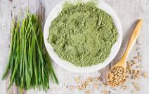 새싹보리 효능과 새싹보리 분말 먹는법